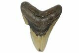 Fossil Megalodon Tooth - North Carolina #188228-1